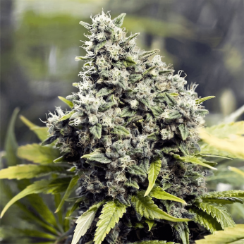 Semillas de marihuana GRAPEFRUIT (Female Seeds)