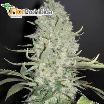 Semilas WHITE WIDOW X BIG BUD (Female Seeds) Feminizadas