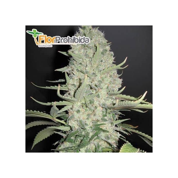 Semilas WHITE WIDOW X BIG BUD (Female Seeds) Feminizadas