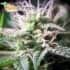 Semillas de Marihuana PURPLE MAROC (Female Seeds) 