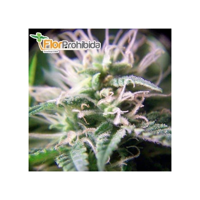 Semillas de Marihuana PURPLE MAROC (Female Seeds) 