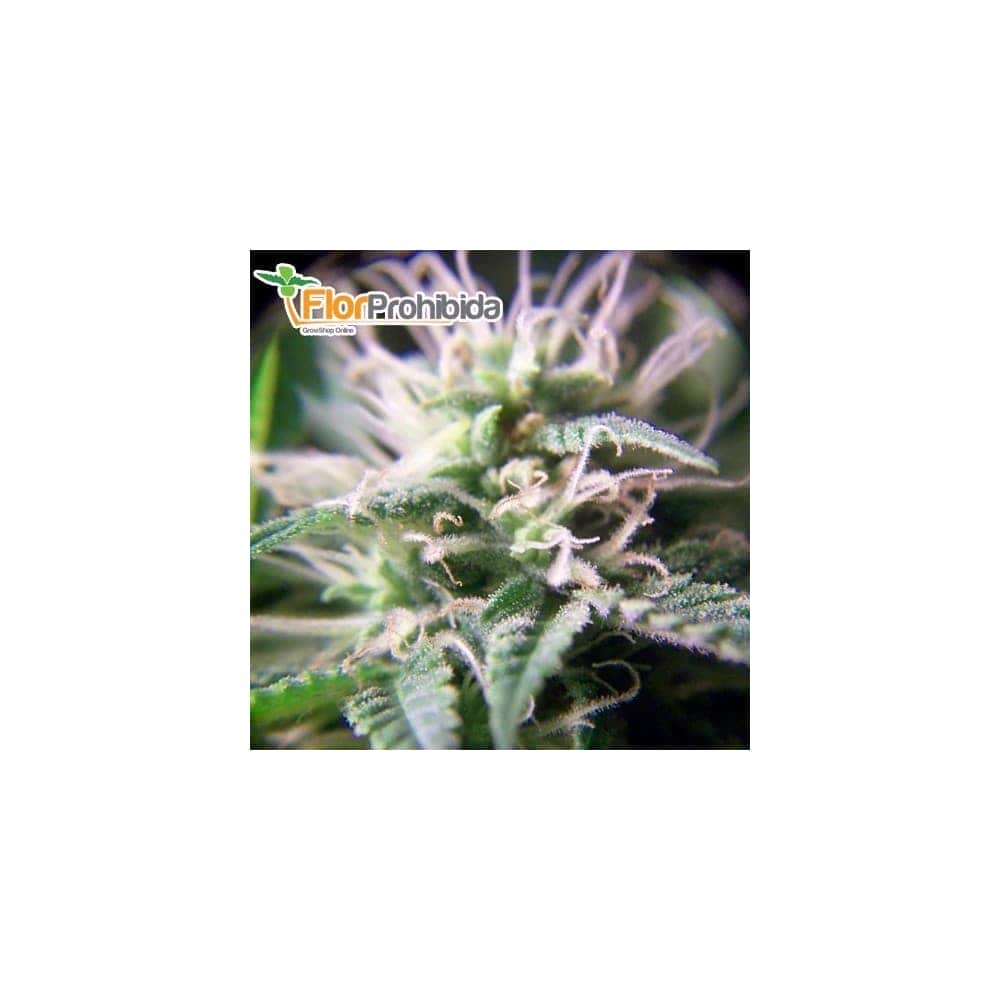 Semillas de Marihuana PURPLE MAROC (Female Seeds) 