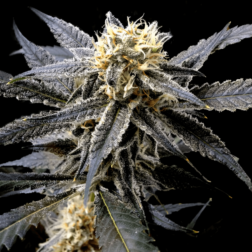 Strawberry Banana (DNA Genetics) - Semillas de marihuana feminizadas