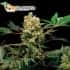 Semillas de Marihuana POWER KUSH (Dinafem)