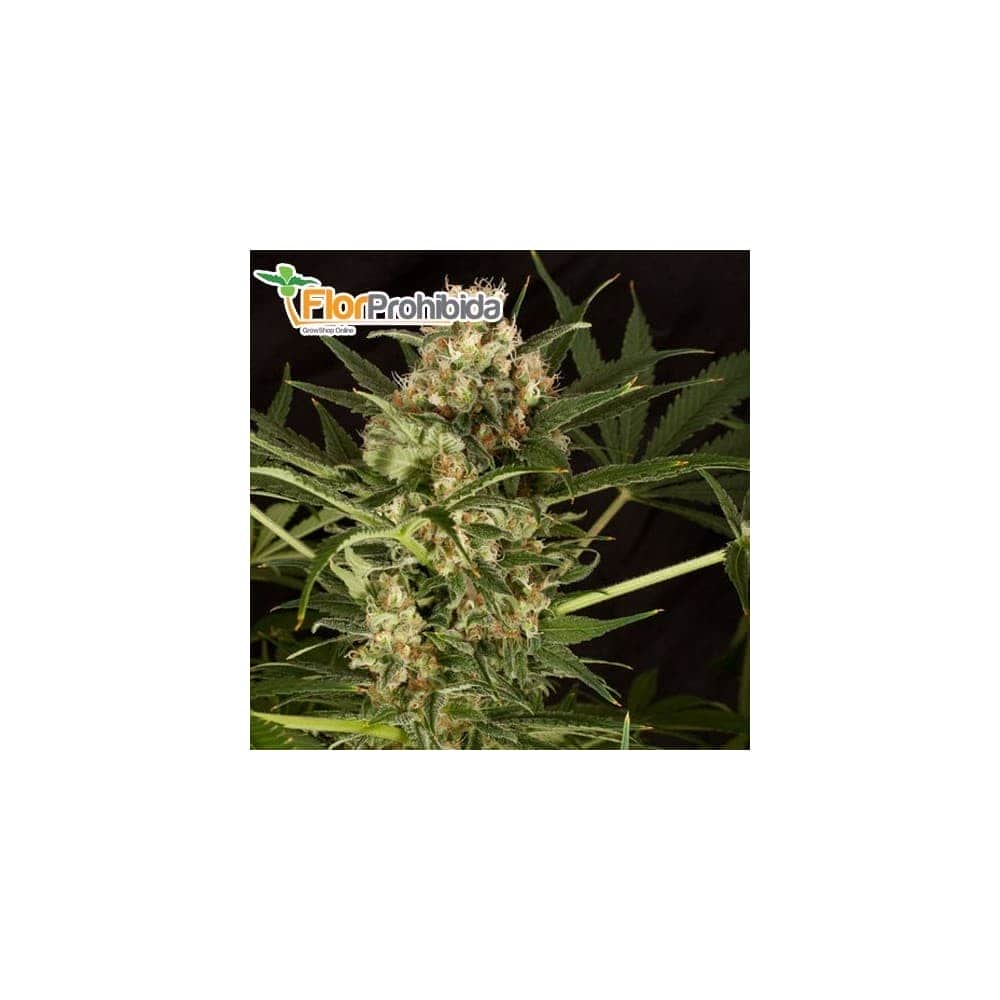 Semillas de Marihuana INDUSTRIAL PLANT (Dinafem)