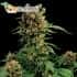 Semillas de Marihuana CALIFORNIA HASHPLANT (Dinafem)