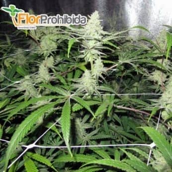 Semillas de marihuana NO NAME (Medical Seeds) Feminizadas