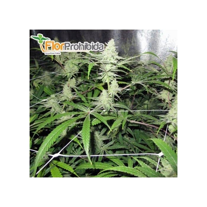 Semillas de marihuana NO NAME (Medical Seeds) Feminizadas