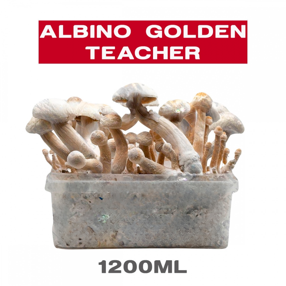 Pan de Setas albino golden teacher