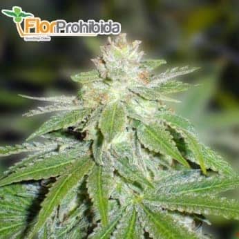 Semillas de Marihuana DEVIL FRUIT (Medical Seeds) Feminizad