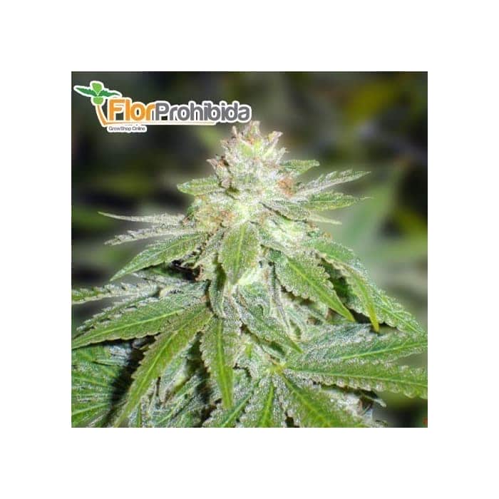Semillas de Marihuana DEVIL FRUIT (Medical Seeds) Feminizad