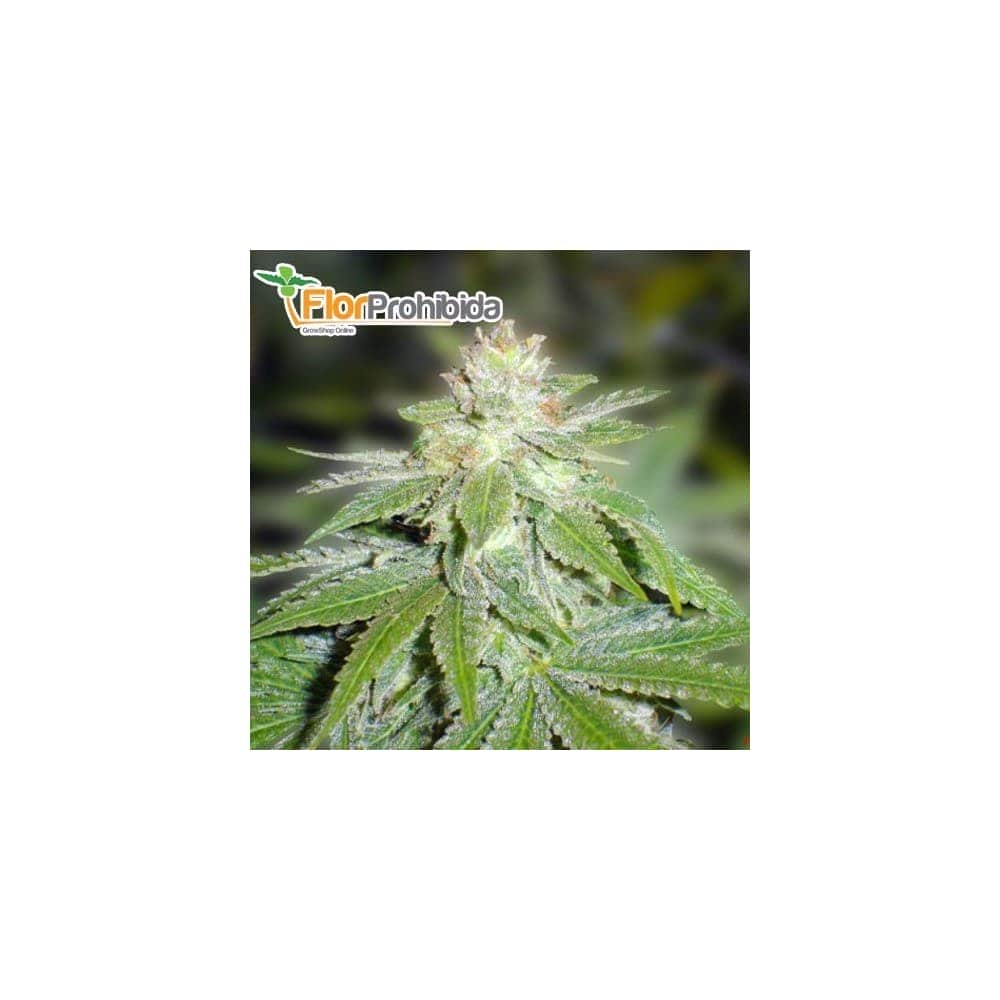 Semillas de Marihuana DEVIL FRUIT (Medical Seeds) Feminizad