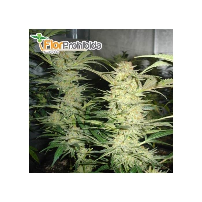 semillas de Marihuana WHITE WIDOW (Medical Seeds) 
