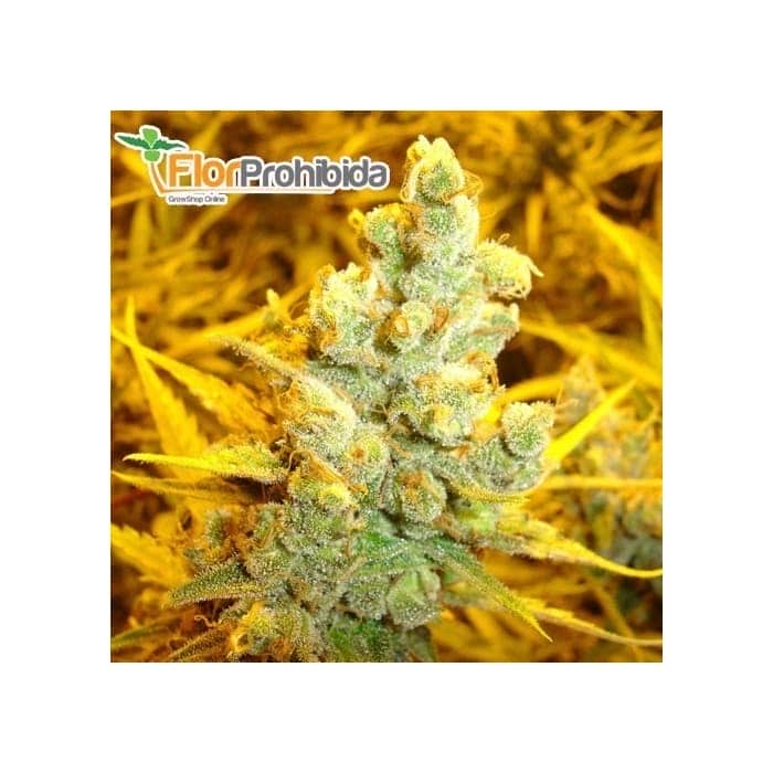 1024 (Medical Seeds) Semillas de marihuana feminizadas.