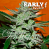 Unknown Kush Early Version de Delicious Seeds - Semillas de marihuana feminizadas.