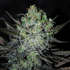 Auto Eleven Roses (Delicious Seeds) semillas de marihuana autoflorecientes feminizadas.