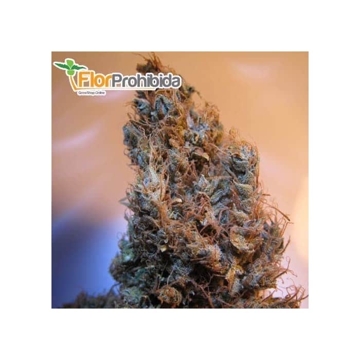 Semillas de Marihuana - 2046 (Medical Seeds)