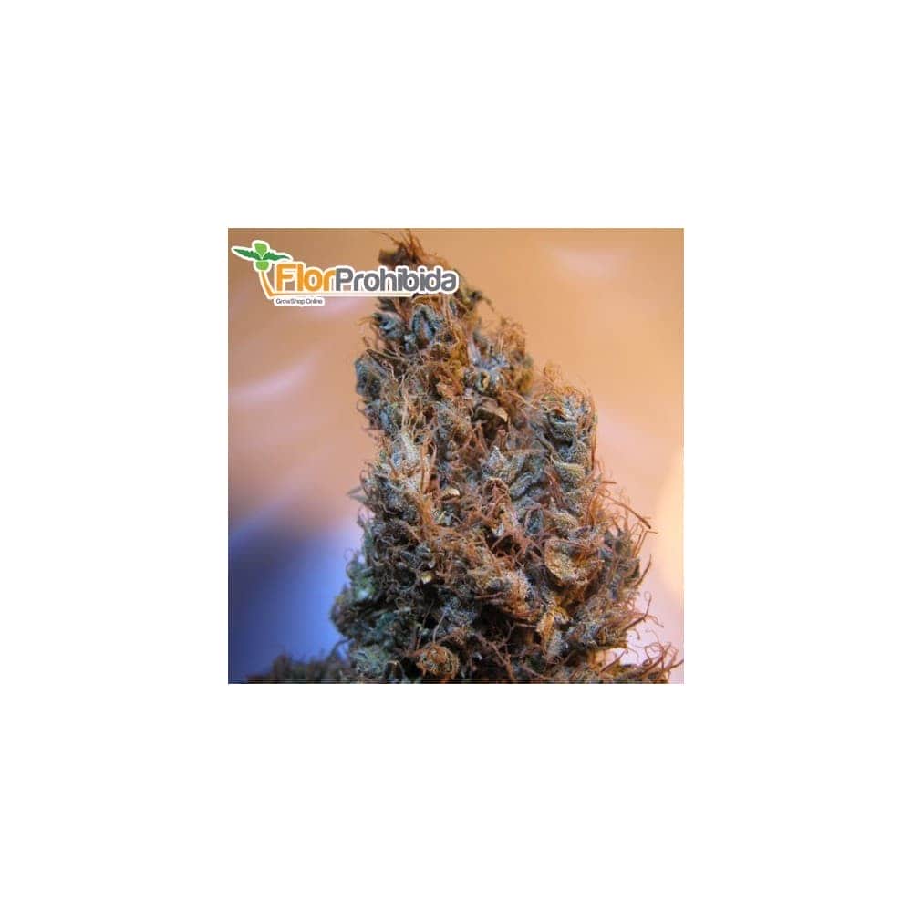 Semillas de Marihuana - 2046 (Medical Seeds)