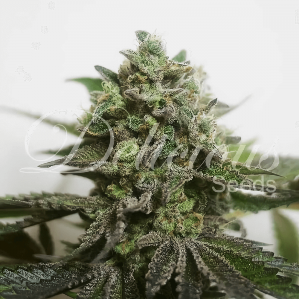 Declimed CBD Delicious Seeds semillas de marihuana feminizadas.