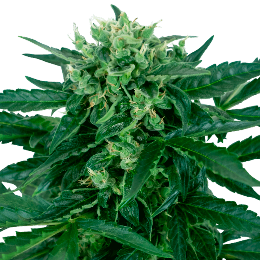 Auto Sensi Amnesia Sensi Seeds Research.