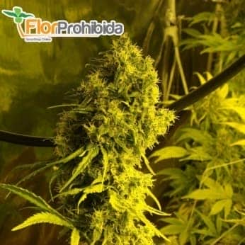 Semillas de Marihuana JACK LA MOTA (Medical Seeds)