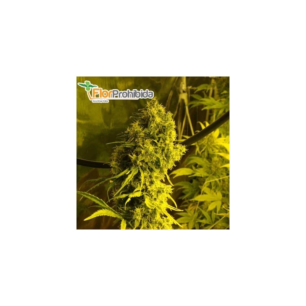 Semillas de Marihuana JACK LA MOTA (Medical Seeds)