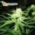 Semillas de marihuana Y GRIEGA  Medical Seeds