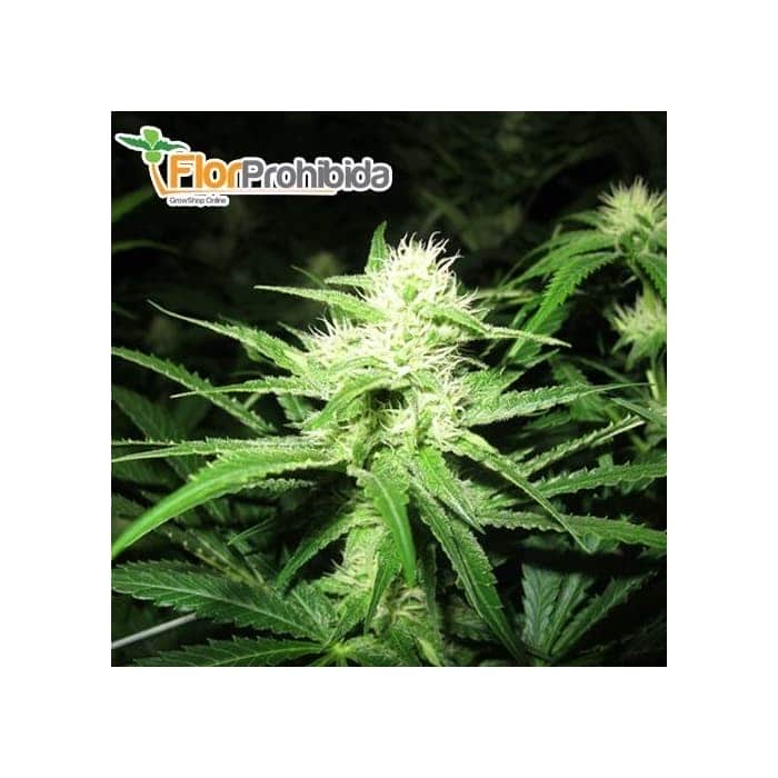 Semillas de marihuana Y GRIEGA  Medical Seeds