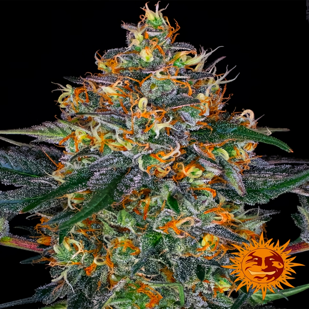 Auto Moby Dick de Barney's Farm seeds, semilla de marihuana autofloreciente.