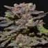 Semillas de Marihuana medicinal MAGMA (CBD Seeds)