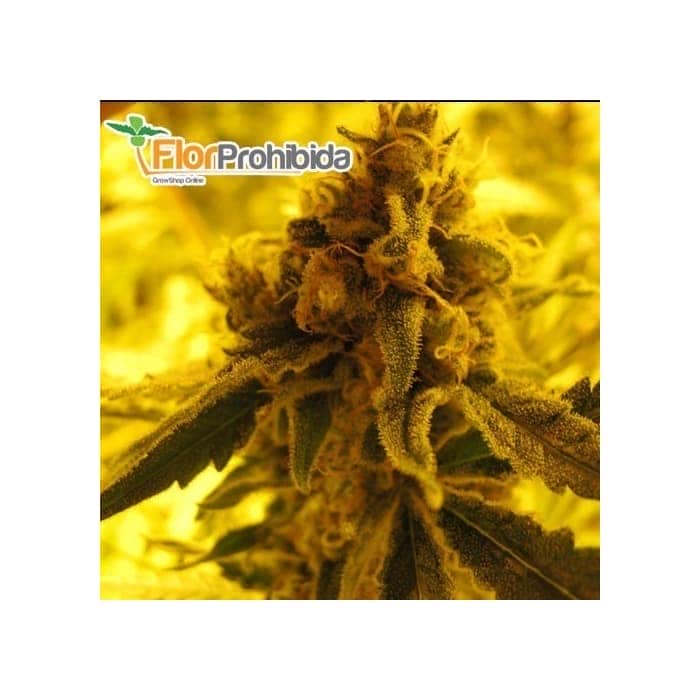 Semillas de marihuana CHANNEL+ (Medical Seeds)