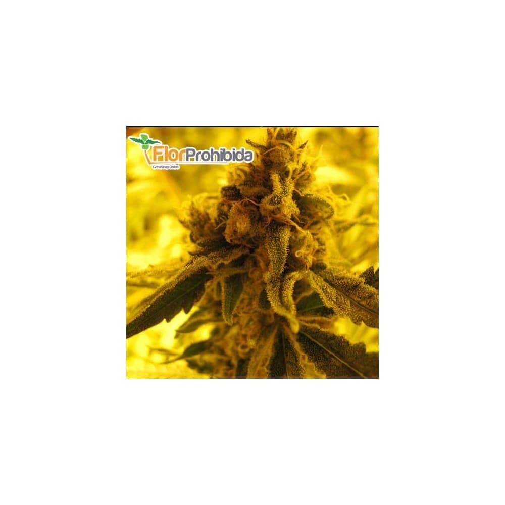 Semillas de marihuana CHANNEL+ (Medical Seeds)