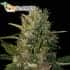 Semillas de marihuana SANTA MUERTE (Blimburn Seeds)