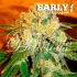 Semillas de marihuana F1 Marmalate Early Version de delicious seeds.