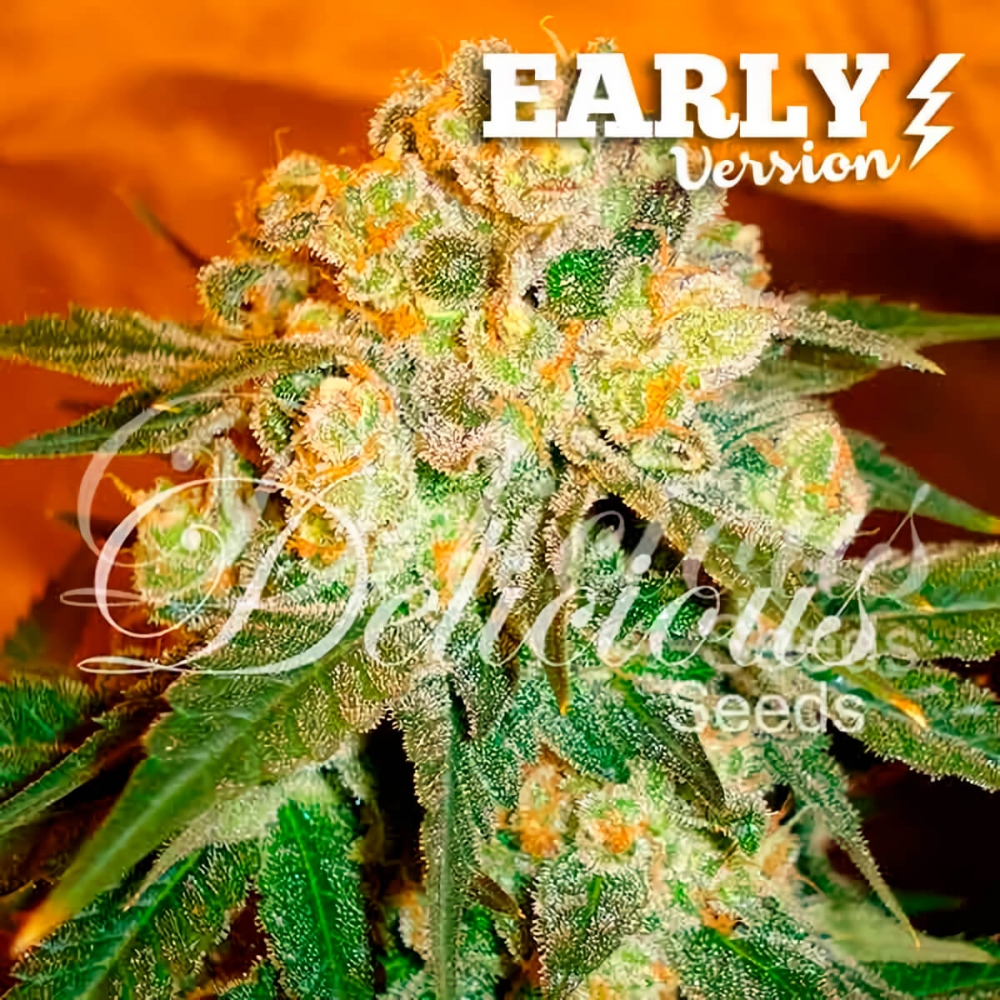 Semillas de marihuana F1 Marmalate Early Version de delicious seeds.