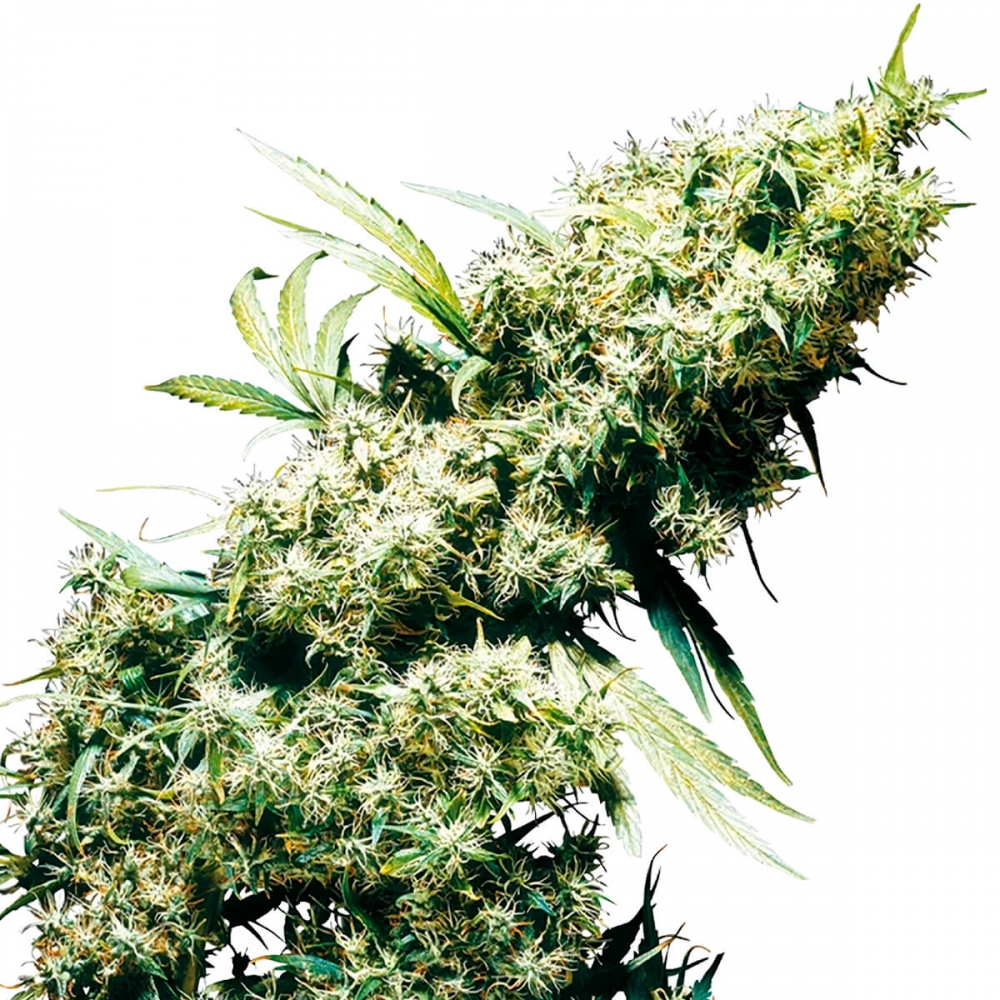 Jamaican Pearl de Sensi Seeds - Semillas feminizadas de marihana.