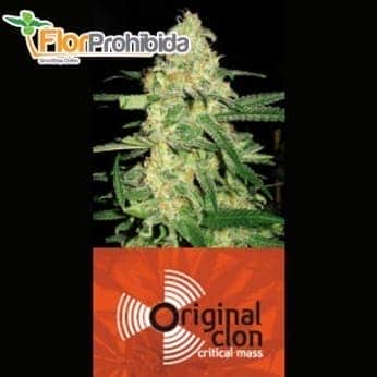 Semillas de Marihuana ORIGINAL CLON (Blimburn Original Seeds)