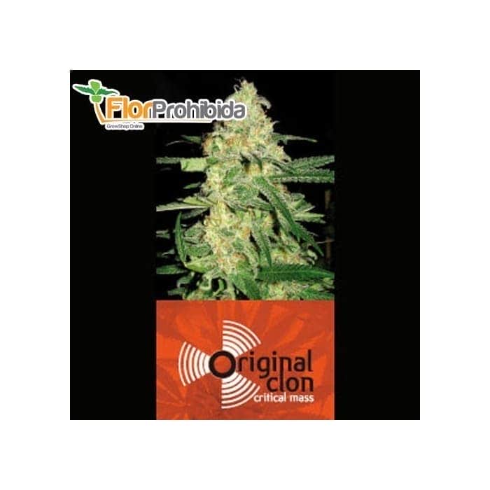 Semillas de Marihuana ORIGINAL CLON (Blimburn Original Seeds)