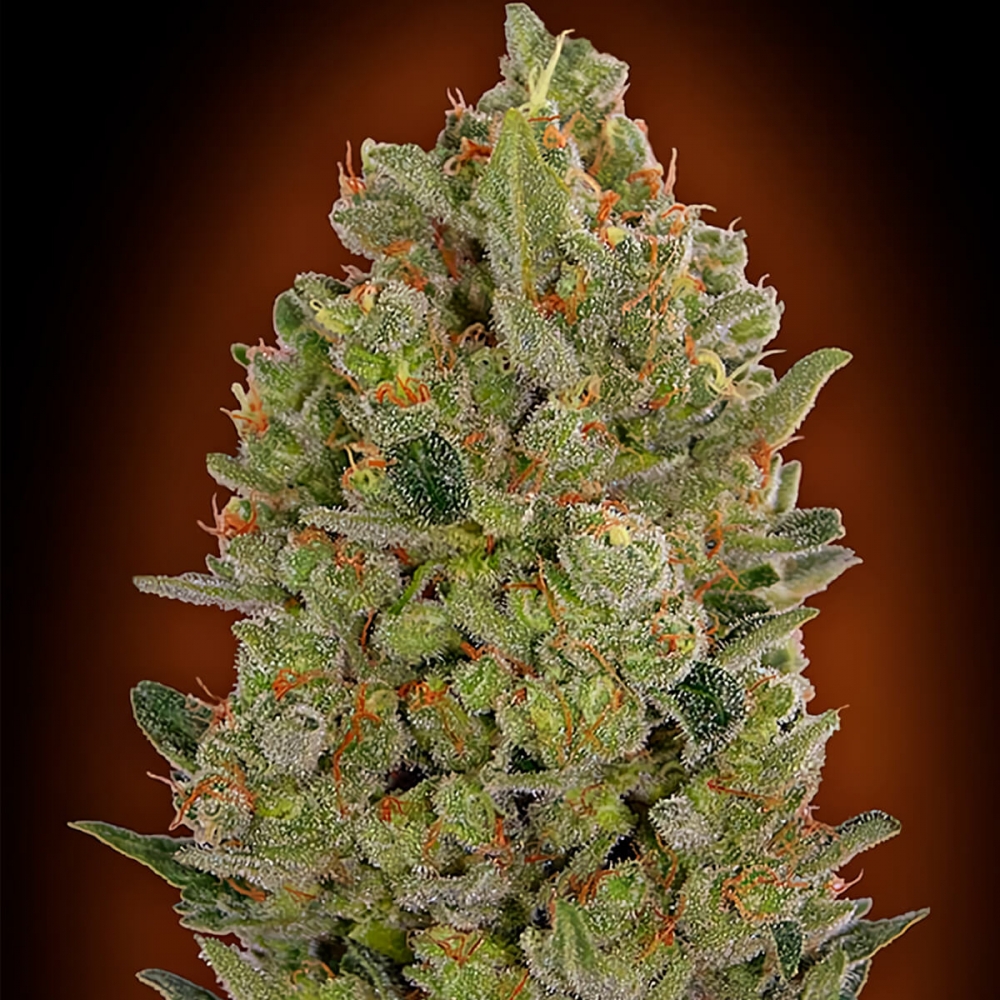 00 Cheese (00 Seeds) Semillas de marihuana feminizadas.