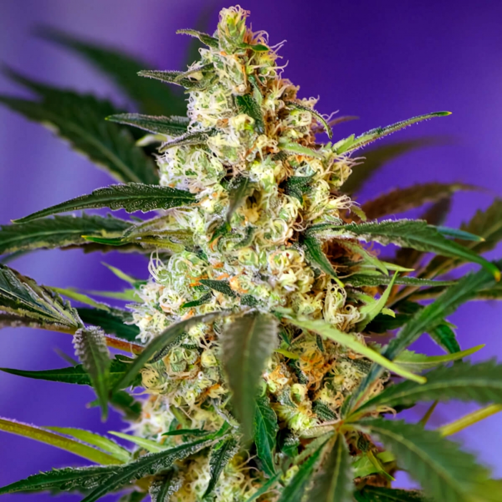 Auto Fast Bud #2 de Sweet Seeds, Semillas de marihuana feminizadas autoflorecientes.