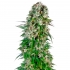 Auto Big Bud de Sensi Seeds - Semillas feminizadas de marihuana.