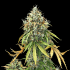 Auto Royal Haze de Royal Queen Seeds, semillas de marihuana feminizadas autofloración.