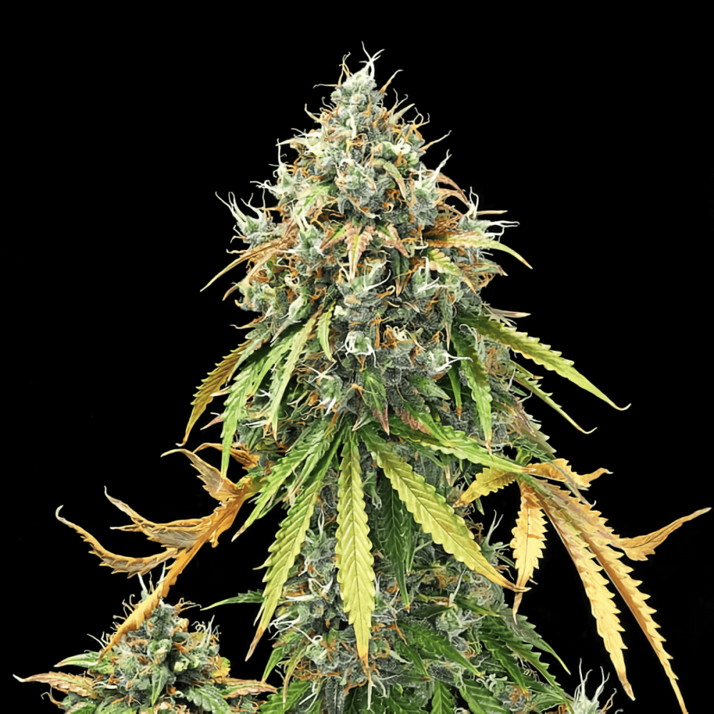 Auto Royal Haze de Royal Queen Seeds, semillas de marihuana feminizadas autofloración.