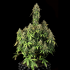 Auto Royal Haze de Royal Queen Seeds, semillas de marihuana feminizadas planta con cogollos.