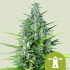 Auto Royal Haze de Royal Queen Seeds, semillas de marihuana feminizadas autoflorecientes.