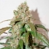 Auto White Widow CBD - Semillas de marihuana autofloreciente cogollo.