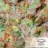 Auto White Widow CBD - Semillas de marihuana autofloreciente resina.