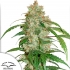 Auto White Widow CBD - Semillas de marihuana autofloreciente.