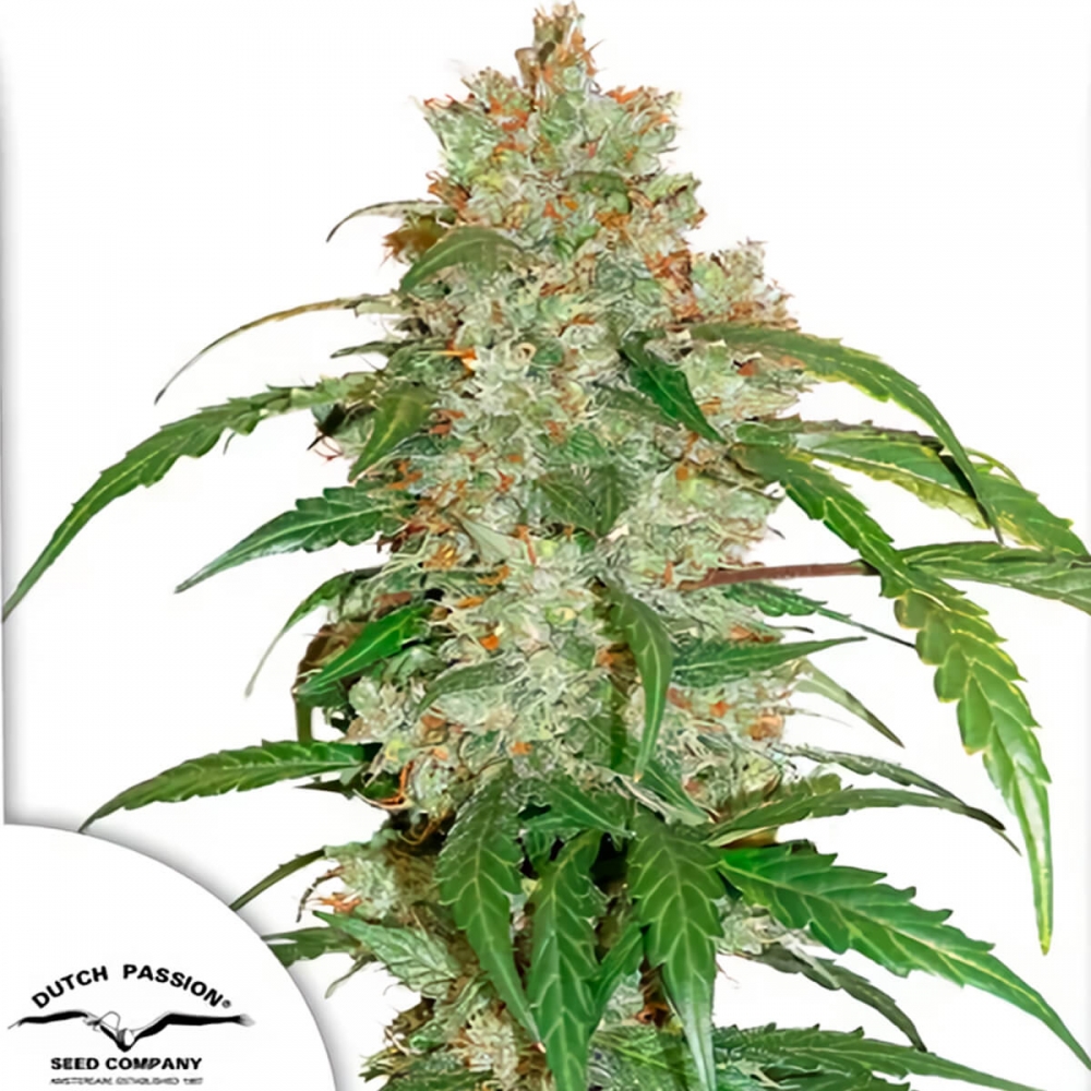 Auto White Widow CBD - Semillas de marihuana autofloreciente.