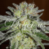 Northern Light Blue de Delicious Seeds Semillas de marihuana feminizadas.